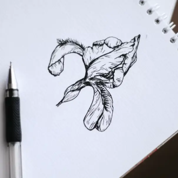 Line drawing of curled iris flower
