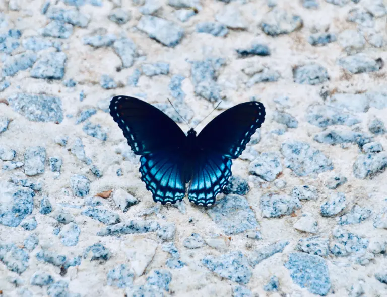 Dark blue butterfly symmetry