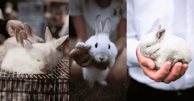 Baby rabbits