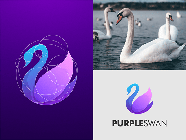 Swan logo development and application with real swans in the background