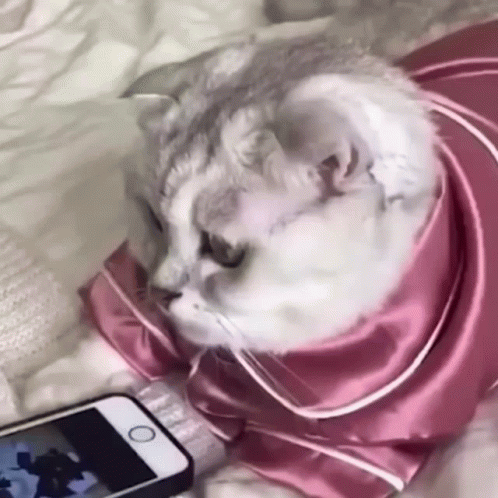 Cat in clothing looking at a smartphone