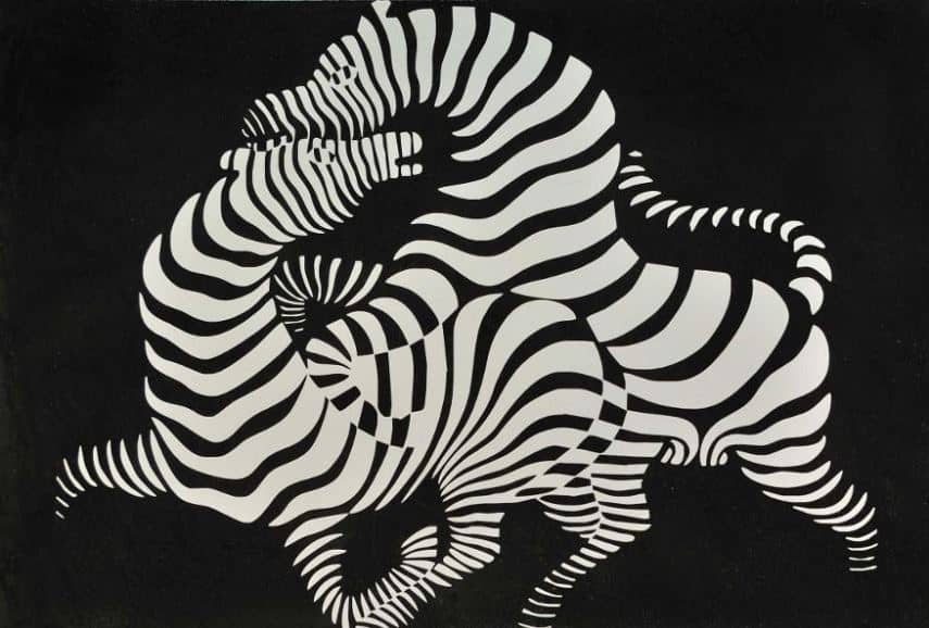 Optical illusion of intertwined zebras in black and white