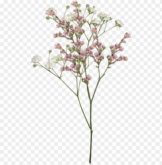image of flowers on a transparent background