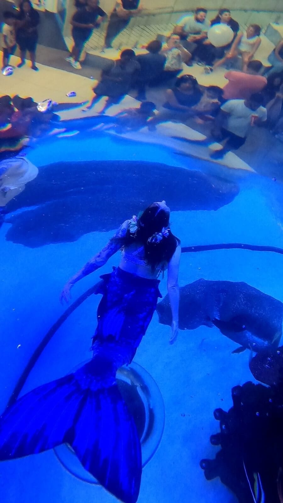 Mermaid tank performance